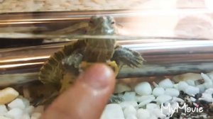 Чем кормить красноухих черепах. ?