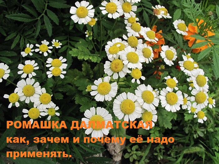 Голова садовая -  Пиретрум. Безопасное уничтожение насекомых