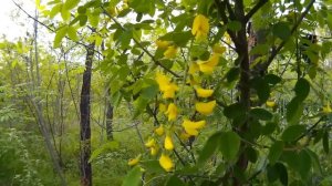 Карагана древовидная, или акация желтая - это высокий кустарник