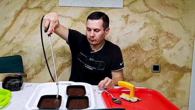 Сколько времени нужно на засеивание микрозелени смотреть онлайн