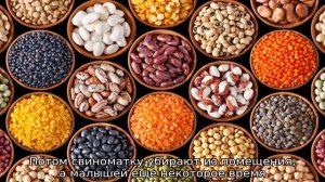 Чем кормить месячных поросят