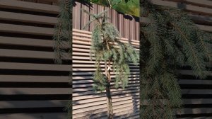 Ель Энгельмана Пендула. Отличное решение для тенистых уголков сада.