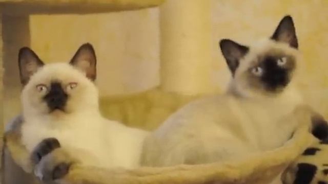 Британские котята шоколад-поинт и сил-поинт смотреть онлайн