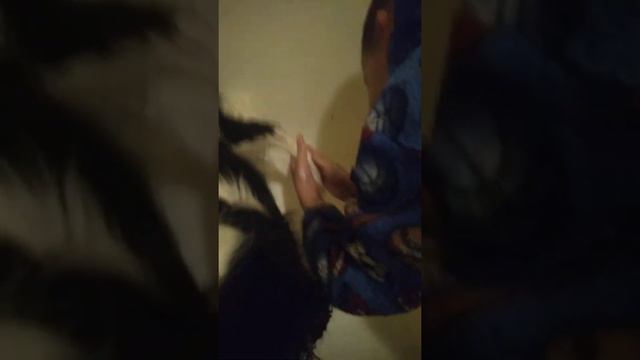 Кавалер кинг чарльз спаниель эпизод 3 смотреть онлайн