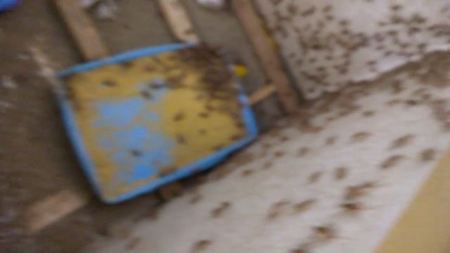 Полный тазик насекомых смотреть онлайн