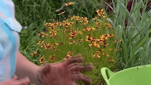 Potting Recipe With Coleus