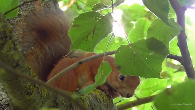 Белочка . смотреть онлайн
