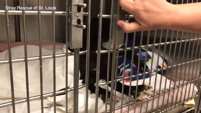 Herby's Journey - Stray Rescue of St.Louis смотреть онлайн