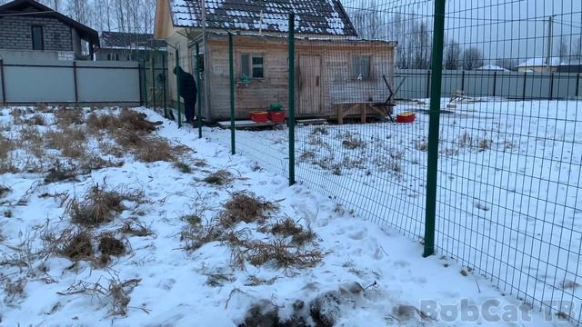 ПУМА ИГРАЕТ С РАБОЧИМ смотреть онлайн