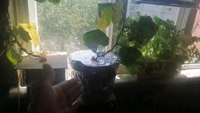 Домашнее выращивание методом Кратки смотреть онлайн