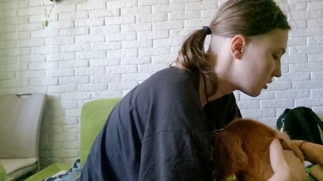 Расческа, щётка для вычесывания домашних животных! Вычесываем вечно линяющего кокер спаниеля ? смотреть онлайн