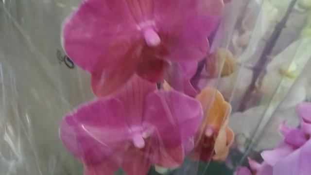 Привоз орхидей🌸🌹 в ОБИ тц Фантастика 🍀🌹🌿🌻🌿(16.10.2020) смотреть онлайн