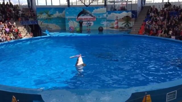 Дельфины гоняют мячи, крутят обручи и танцуют рок н ролл. Sochi 2017