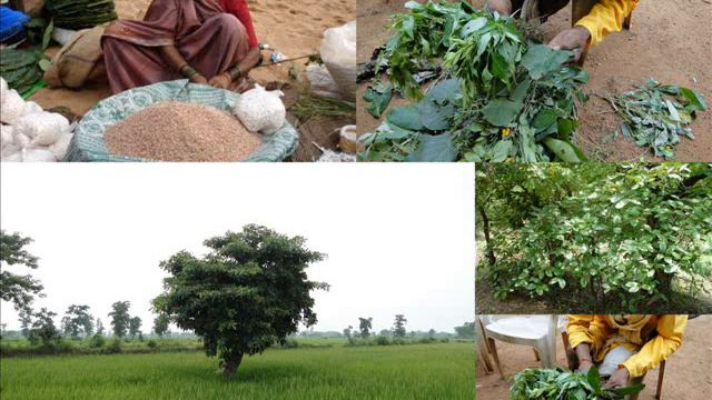 Medicinal Rice P5 Formulations for Clematis Overdose: Pankaj Oudhia's Medicinal Plant Database смотреть онлайн