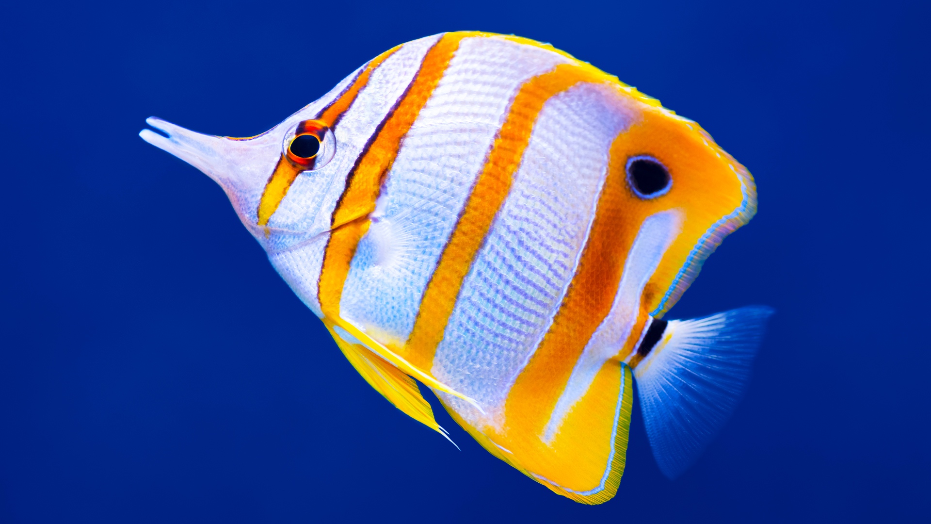 Тропический подводный мир - успокаивающая музыка для снятия стресса и медитации смотреть онлайн