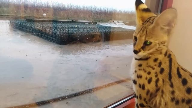 Сервал охраняет дом смотреть онлайн