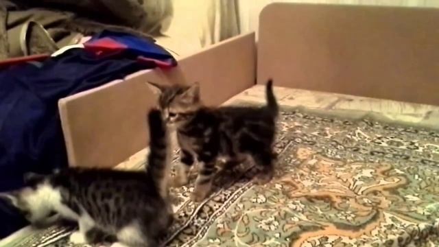 Египетская мау — короткошёрстная, среднего размера порода кошек с пятнистым окрасом. смотреть онлайн