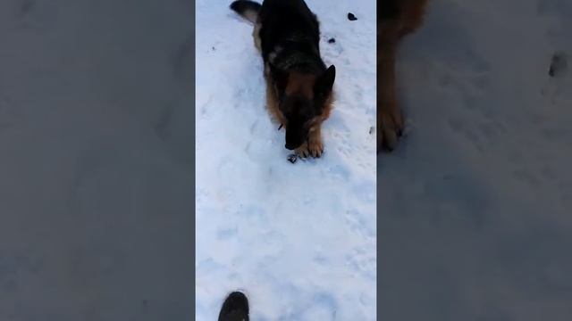 Петух Фавероль смотреть онлайн