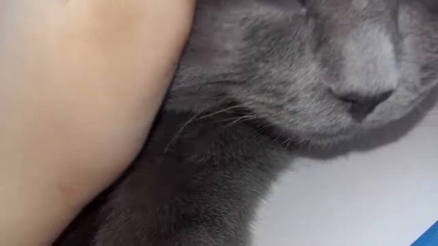 Мой котенок 5(месяцев)😇👍💓💓 смотреть онлайн