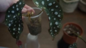 Бегония макулата - несколько способов размножения.