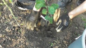 Посадка яблони летом - все очень просто и без заморочек