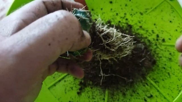 Как пересадить кактус? Пересадка кактуса. Советы по уходу за кактусом смотреть онлайн