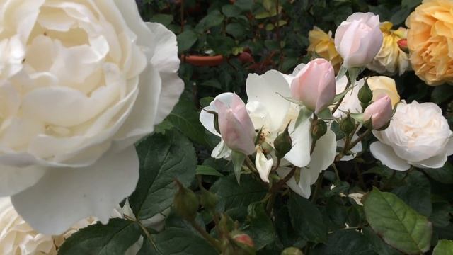 Desdemona Rose Review | David Austin Roses | English Roses | White Rose | Fragrant Rose | Shrub Ros