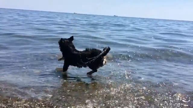 Лето доставляет удовольствие не только людям! Животные радуются как дети! смотреть онлайн