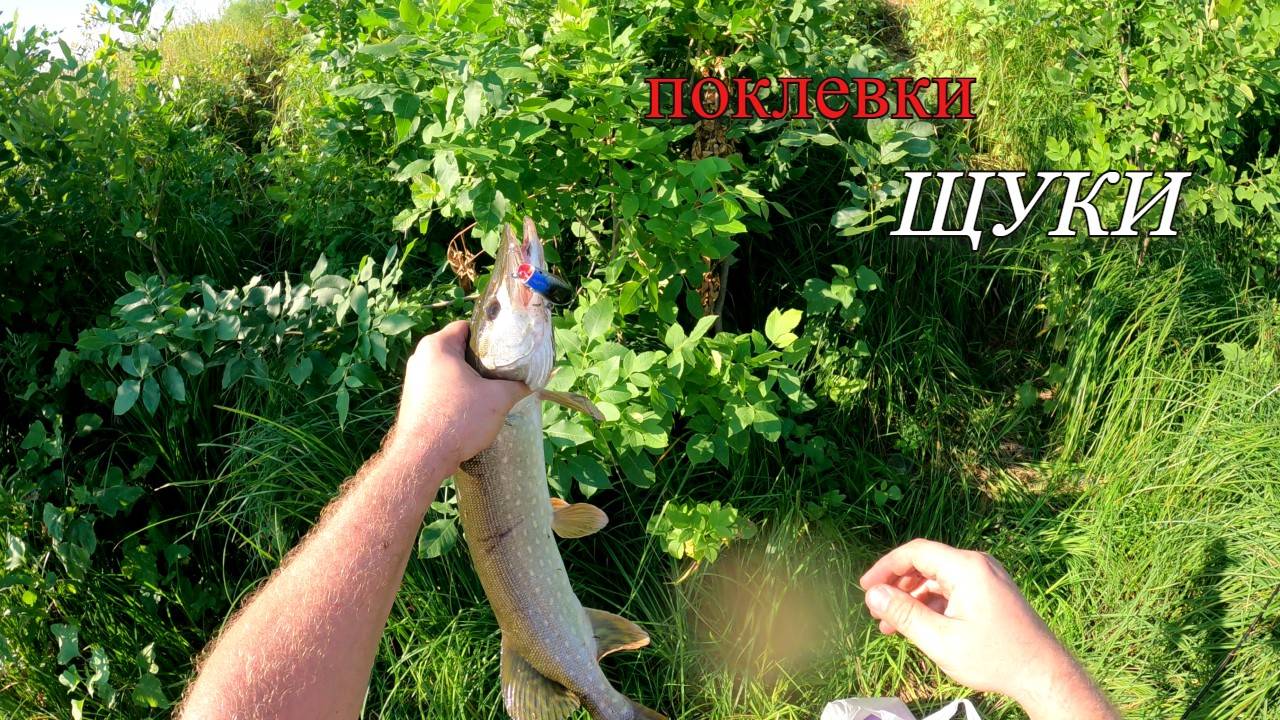 Поклевки щуки на любимом водоеме смотреть онлайн