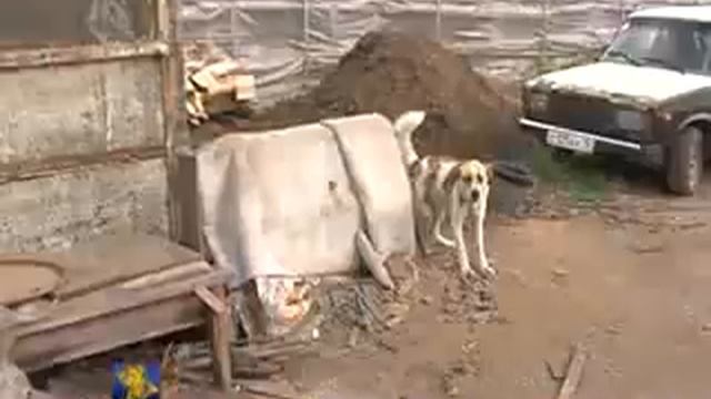 В Хакасии провели облаву на нелегальных мигрантов-овощеводов смотреть онлайн