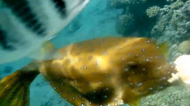 Рыба Кузовичек-кубик Ostracion cubicus смотреть онлайн