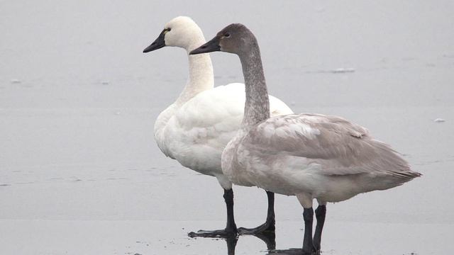 Onondaga Lake and the Atlantic Flyway смотреть онлайн