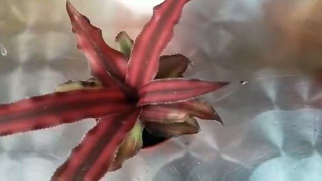 COMO CUIDAR CRYPTANTHUS BIVITTATUS