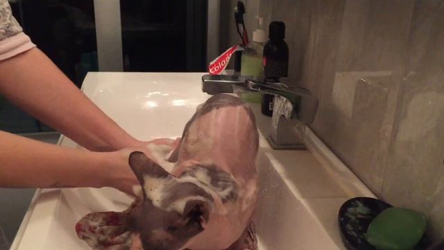 КАК ПОМЫТЬ КОТА ^ МОЕМ ЛЫСОГО СФИНКСА смотреть онлайн