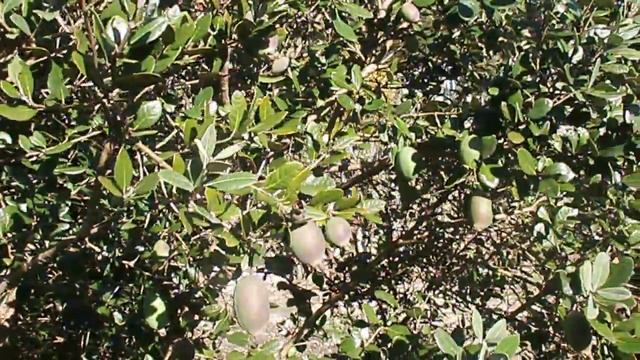 Лазаревское, плоды фейхоа. Ноябрь 2013