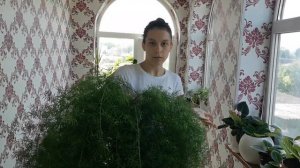 Огромный аспарагус из семян  зацвел. Комнатные цветы. //Валентина Земскова