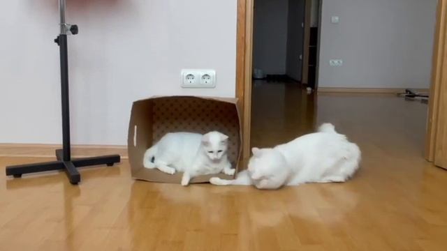 ??Приветик из дома от нашей выпускницы Пушинки и её друга Мариуса. Счастливые котики ❤️❤️ смотреть онлайн