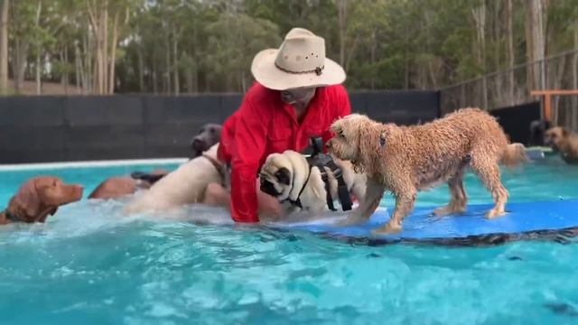 Doug the Pug Go Pro Camerman смотреть онлайн