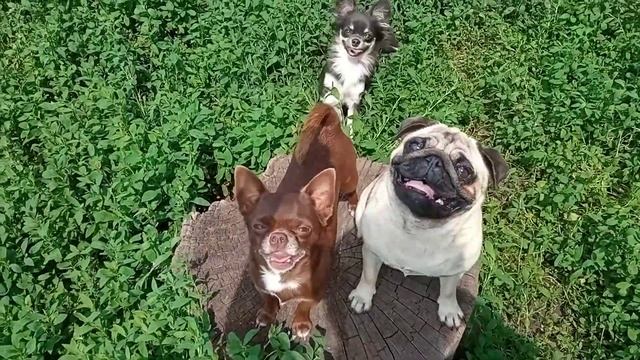 чихуахуа доступен на вязку г. Липецк смотреть онлайн