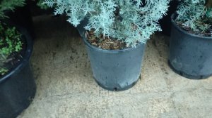 Кипарис аризонский описание,  посадка, уход, проблемы при выращивании -20 ноября 2023 г.