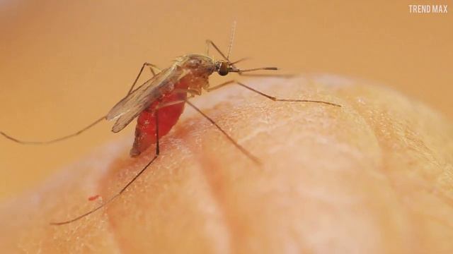 The SMALLEST INSECTS In The World смотреть онлайн