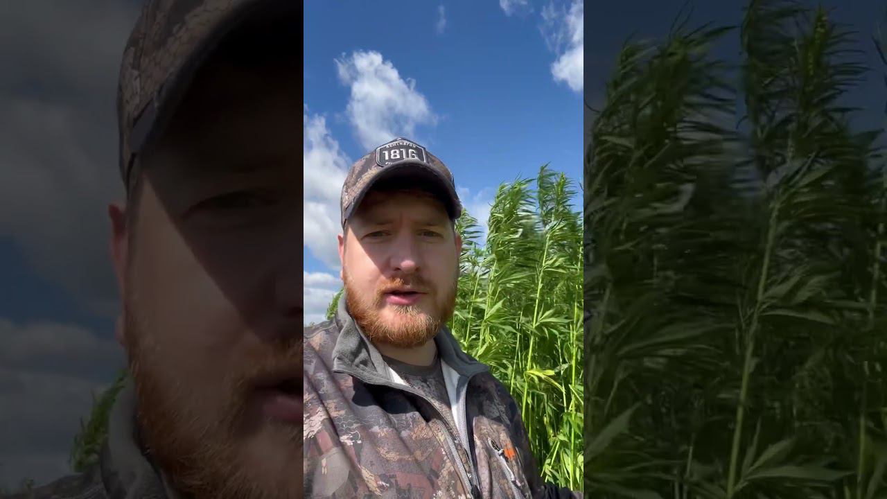 Мимо конопляных полей