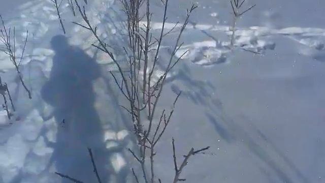 КАК ЗАЩИТИТЬ СВОЙ САД ОТ ЗАЙЦЕВ ЗИМОЙ.ЛЕГКИЙ СПОСОБ. смотреть онлайн