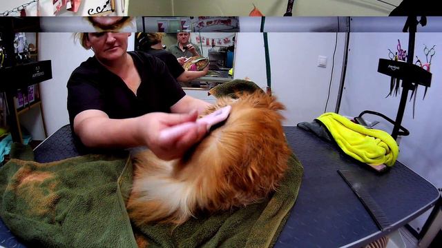 Экспресс линька. смотреть онлайн