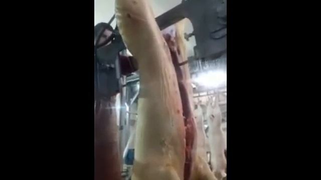 Пила для распиловки на полутуши ленточная ФПРТ 600 (Распиловка КРС).mp4