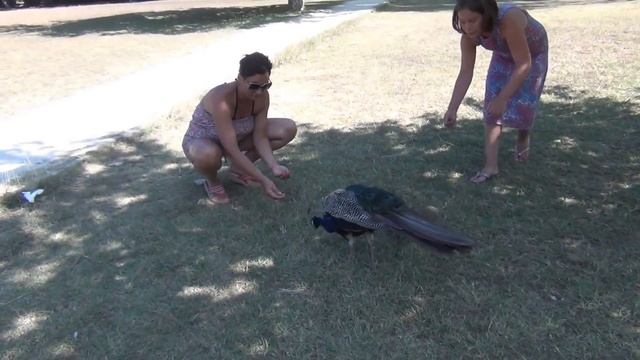 Lokrum Island - Dubrovnik 2017 summer HD Croatia смотреть онлайн
