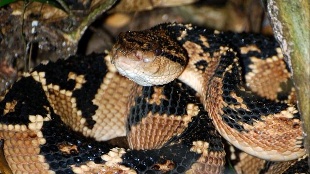 Змей Мира №8 - Бушмейстер / Lachesis muta смотреть онлайн