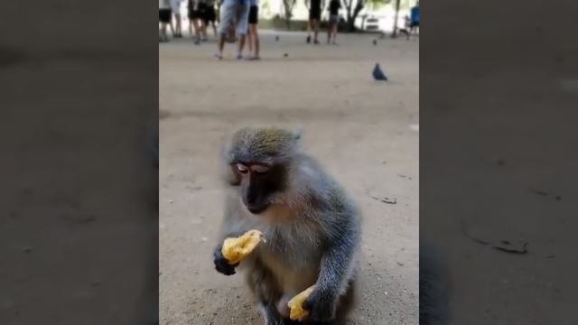 Обезьяны на Пхукете! Непередаваемые эмоции! Храм лежащего Будды. смотреть онлайн