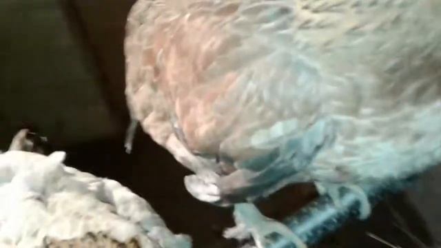 Карликовые или декоративные куры смотреть онлайн