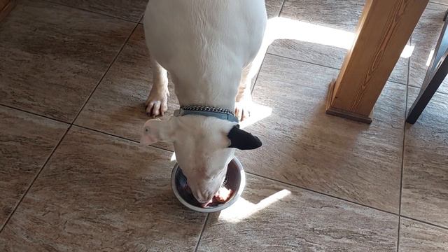 завтрак Бультерьера Этуаль,сырое мясо питомник Кастропуло Крым смотреть онлайн